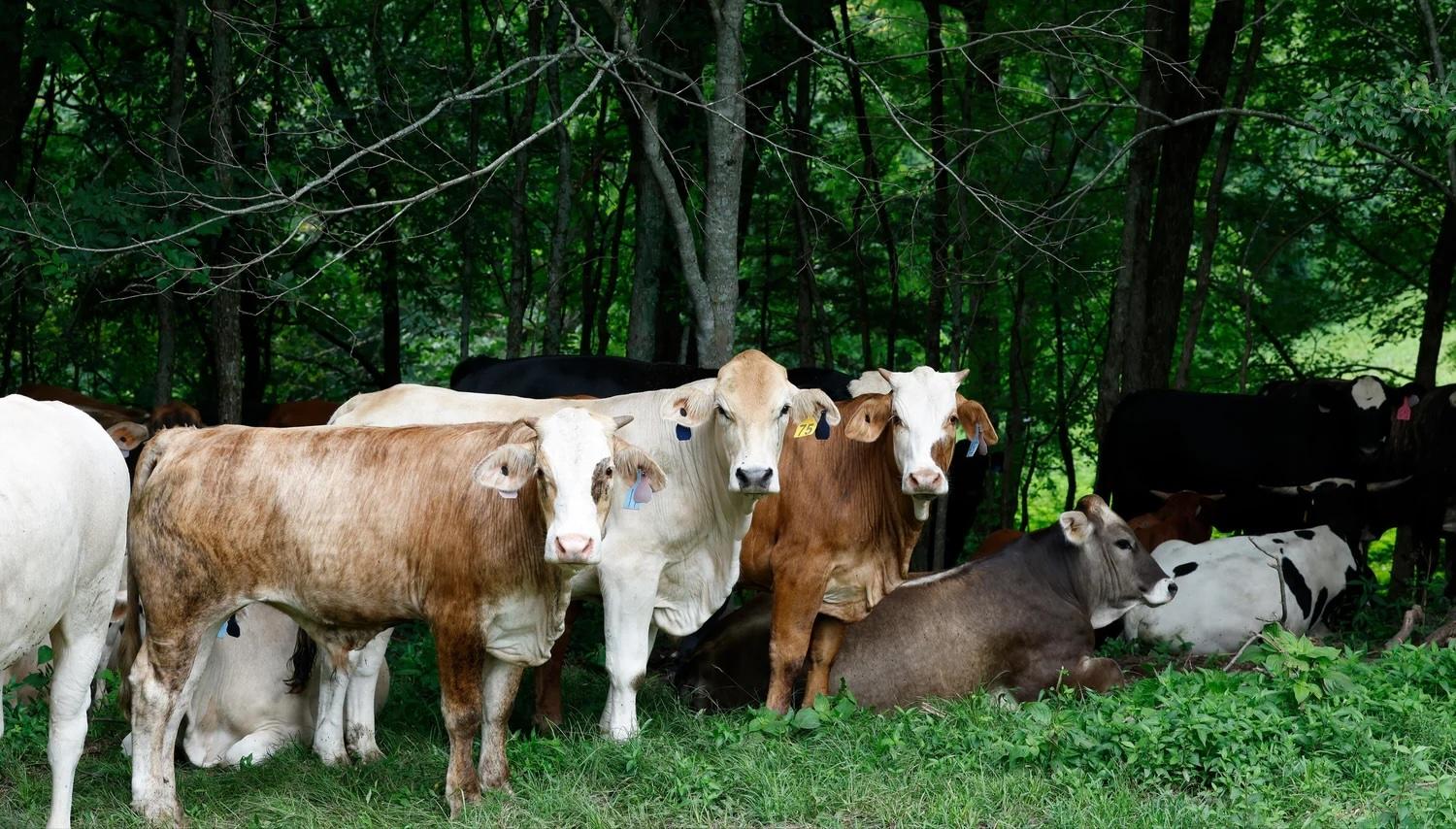 COWS