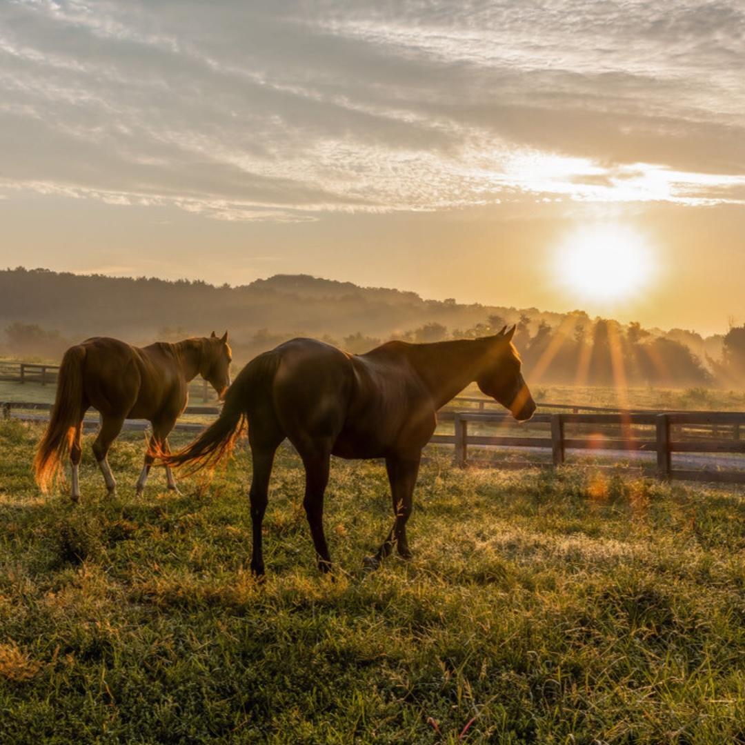 Horses sunrise 2