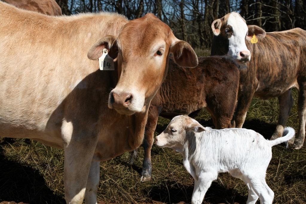 calf