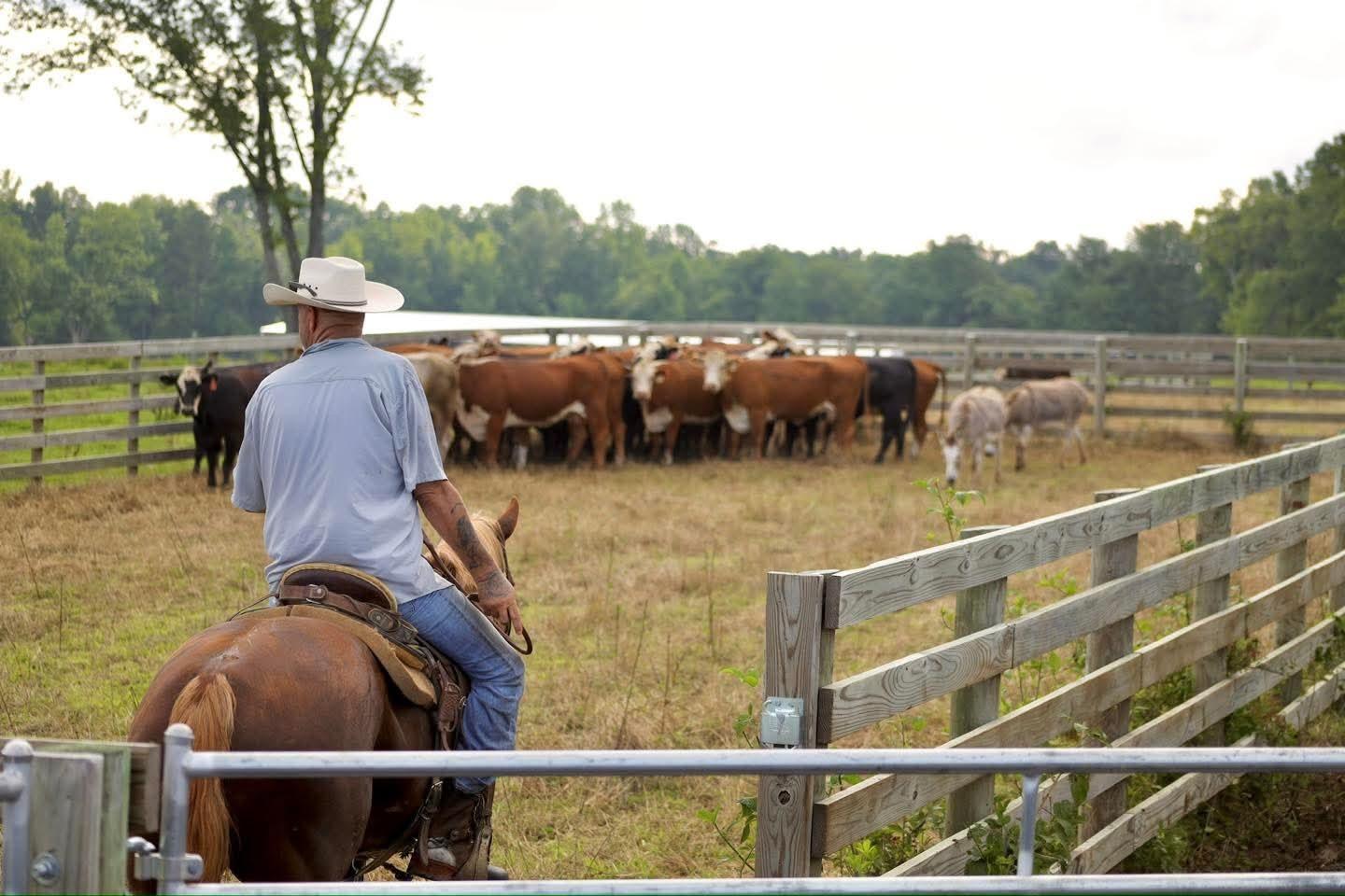 billy working cows